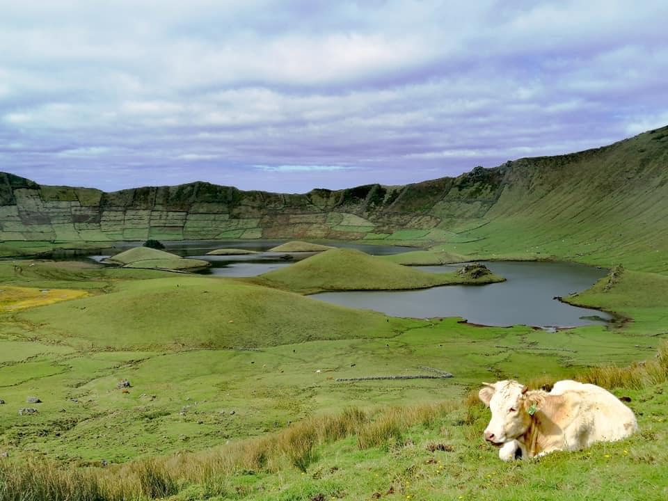 vaca num pasto dentro de uma caldeira extinta - ilha do corvo