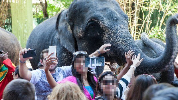 Abuso animal - turismo responsavel