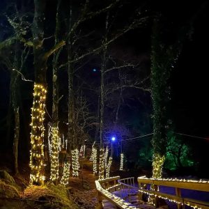 A Floresta Encantada de Natal – 7 de Dezembro